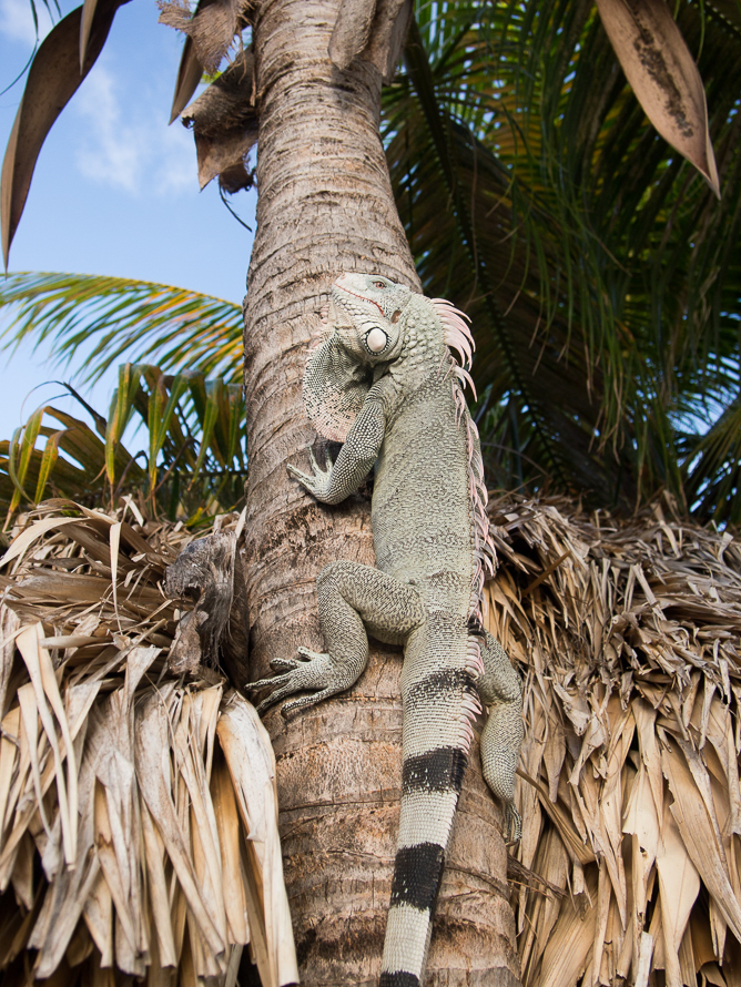 Another local lizard