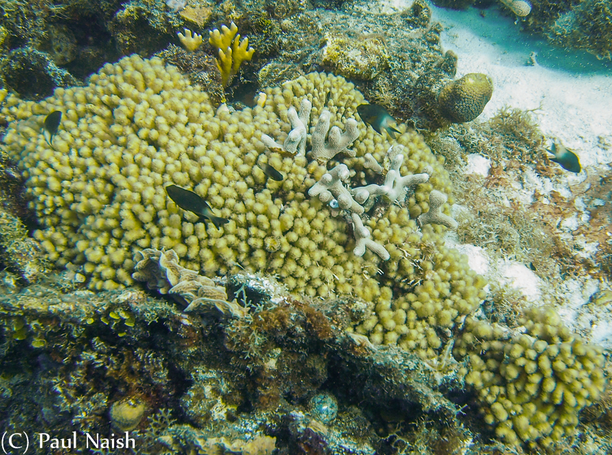 Clubtip Finger Coral, Branching Fire Coral in a field of Yellow Pencil Coral.  Bi-colour Damselfish. Lavender Crust Algae/Sea Pearl (ball bottom centre)