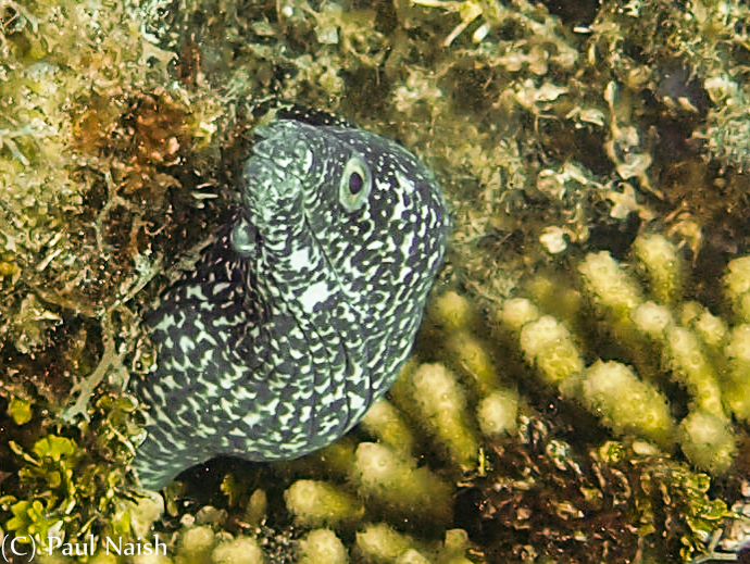 Spotted Moray Eel 