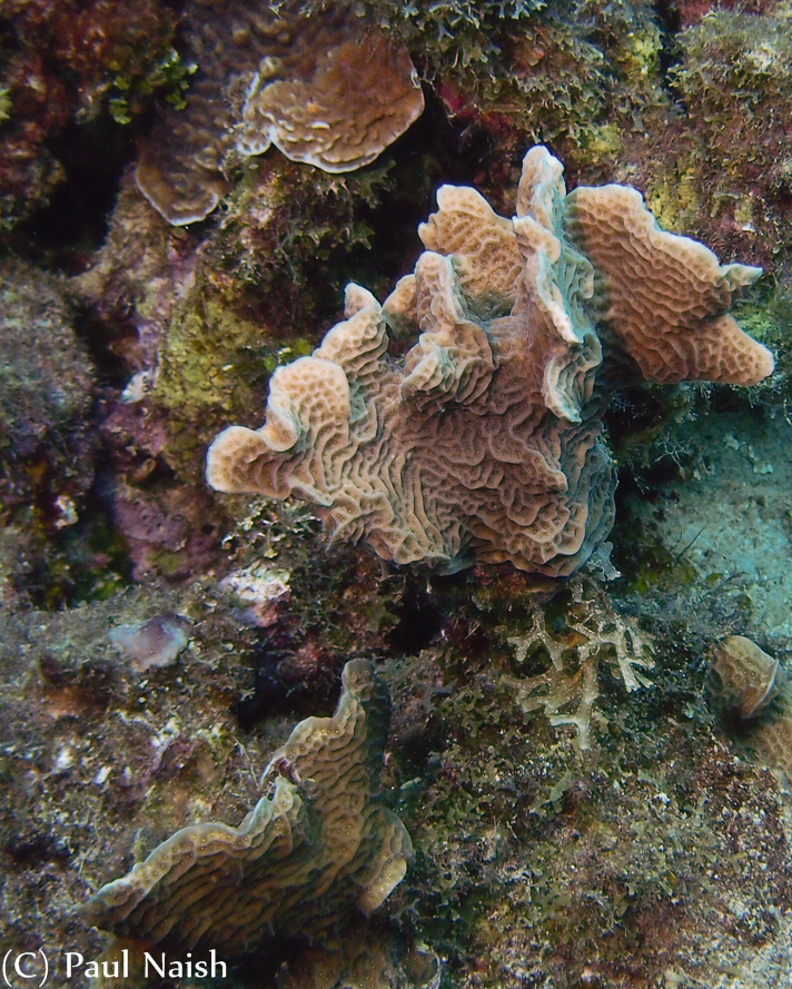 Scroll Coral