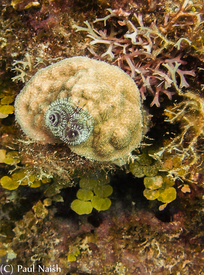 Christmas Tree Worm, Mustard Hill Coral