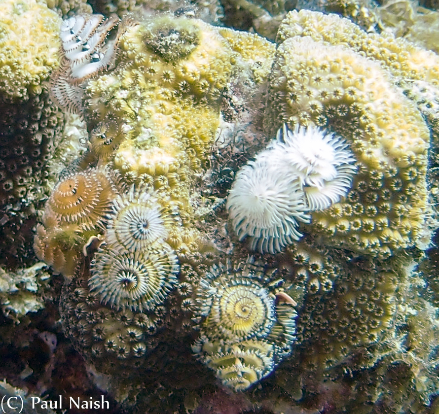 Christmas Tree Worm,  Mustard Hill Coral