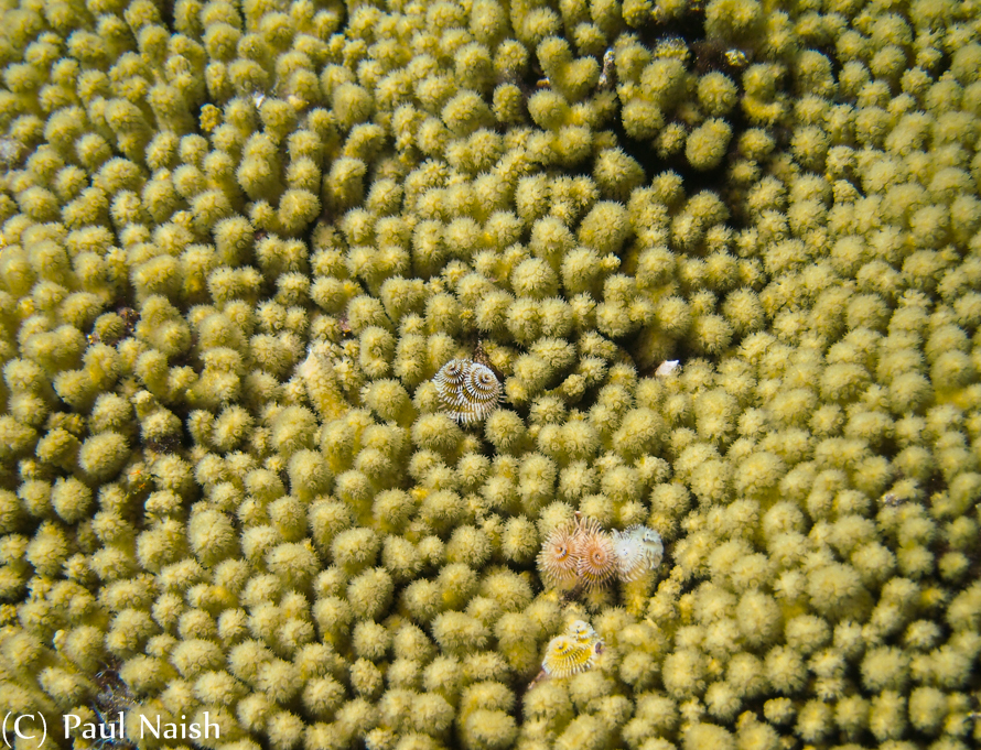 Xmas Tree Worms in a field of Yellow Pencil Coral