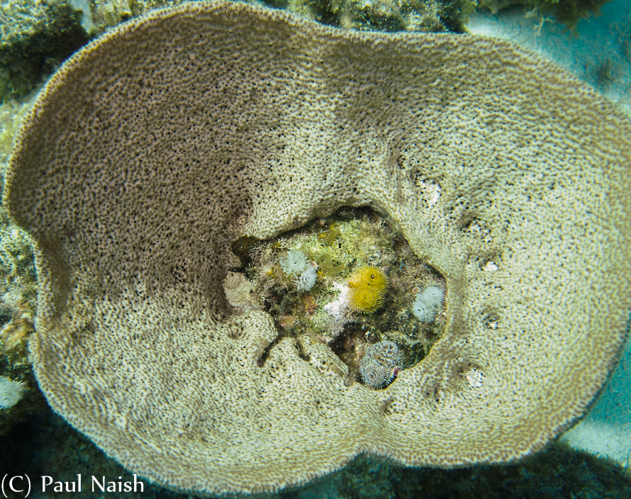 Vase Sponge (?) with Xmas Tree Worms