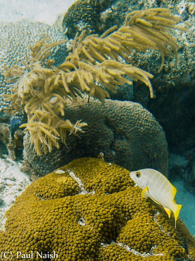 Sea Rod Coral, Yellow Pencil Coral (?), Schoolmaster Snapper