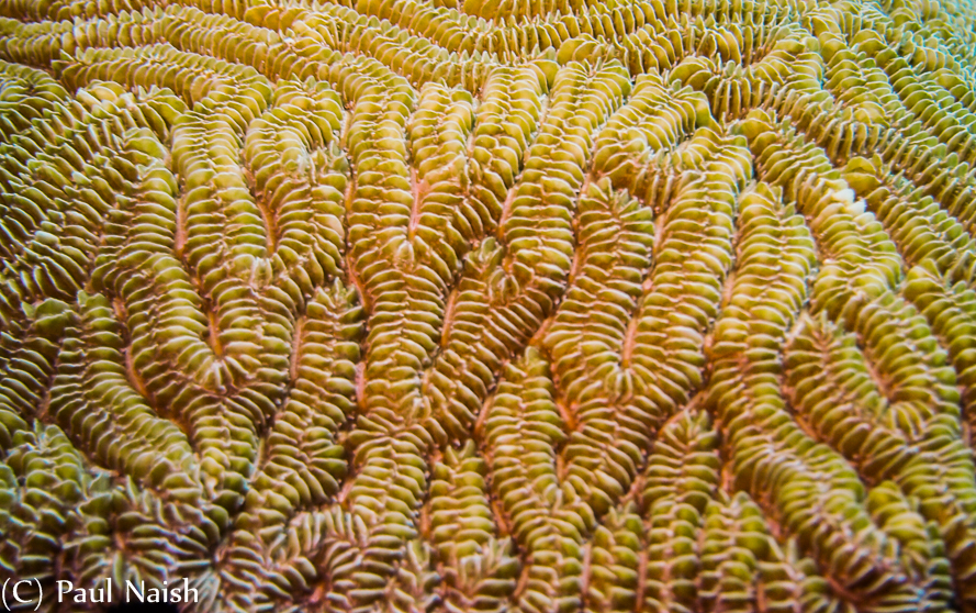 Maze Coral