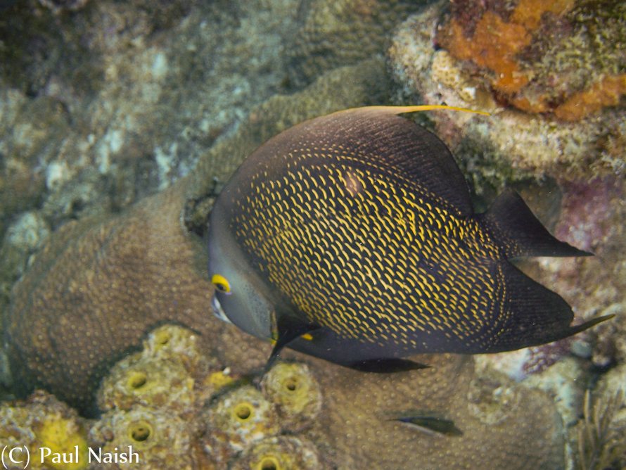 French Angelfish