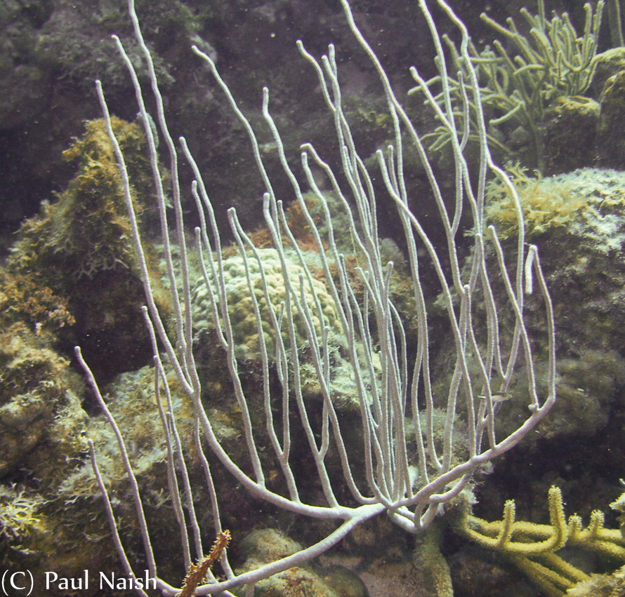 Sea Rod Coral 
