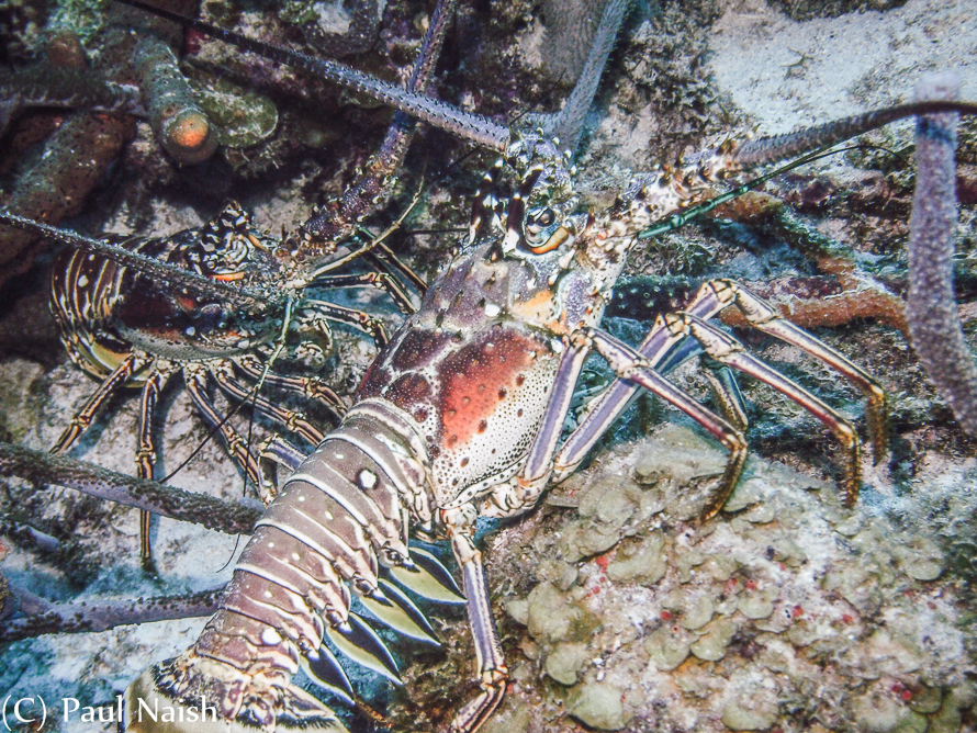Caribbean Spiny Lobster