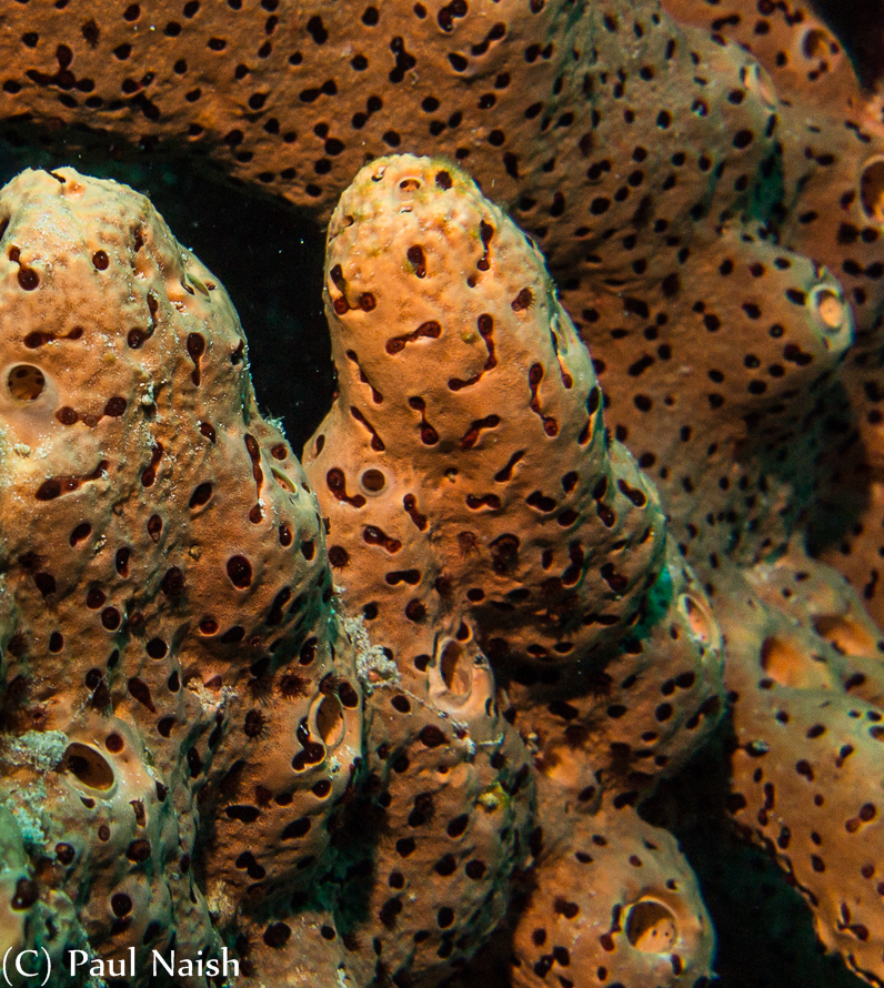 Brown Tube Sponge (?)