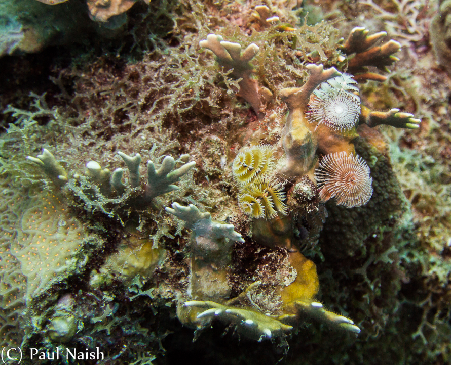 Xmas Tree Worms, Fire Coral