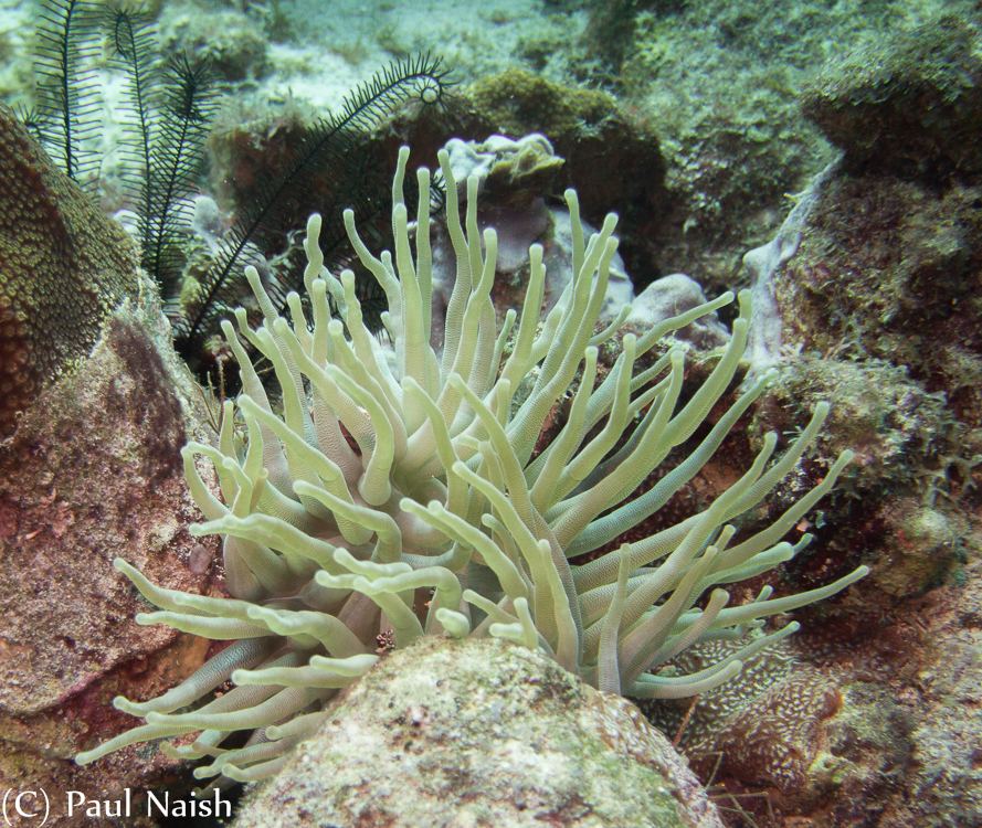 Giant Anemone