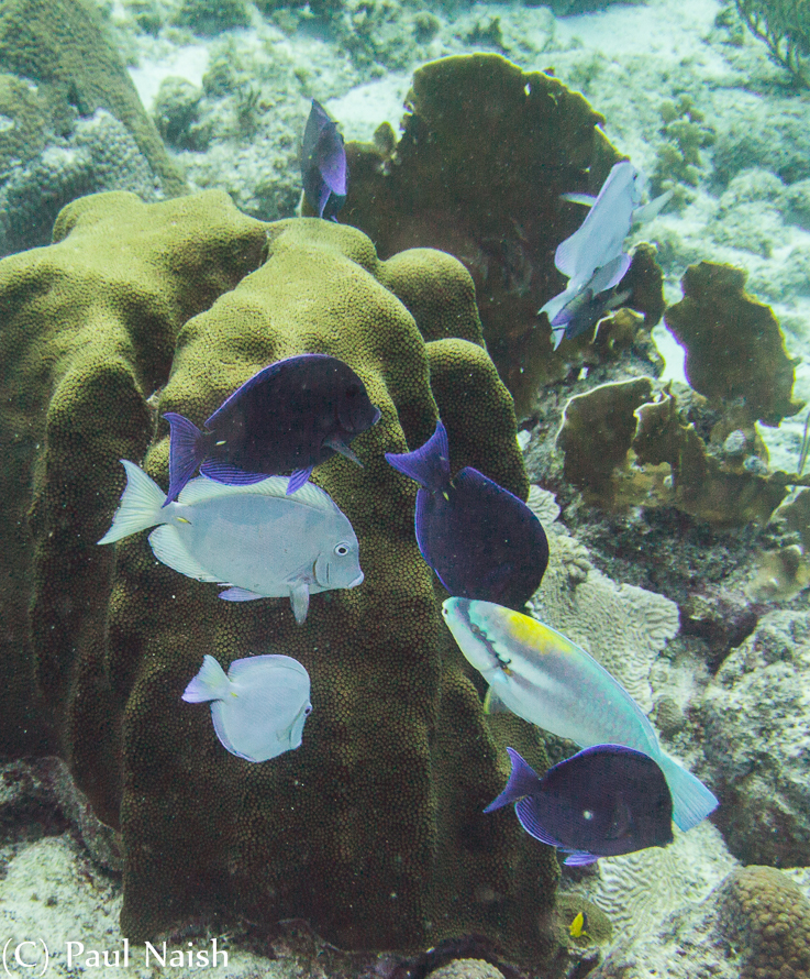 Blue Tang (dark & light blue), Parrot Fish (can't tell which)