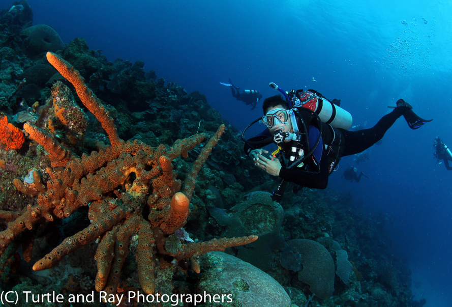 Rahim and a Brown Encrusting Octopus Sponge