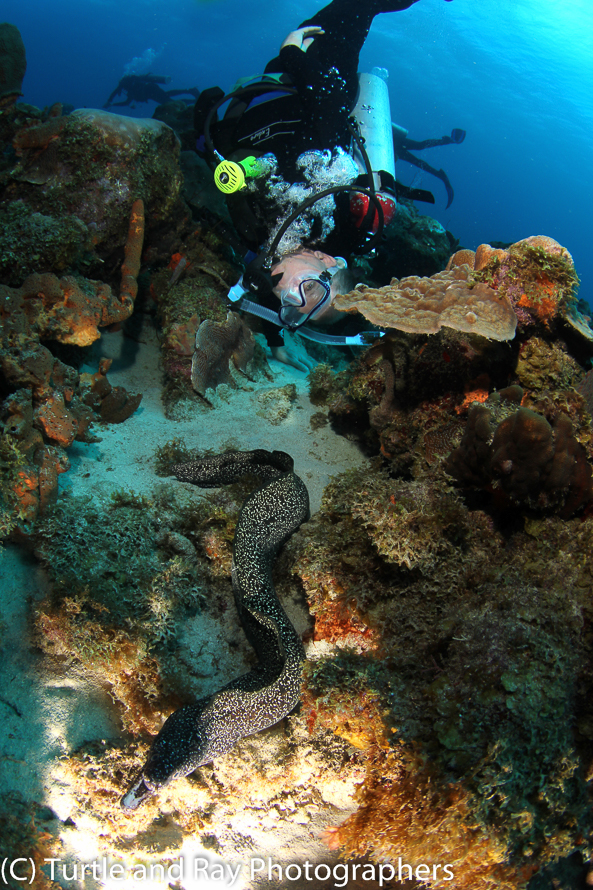 Scott playing with a Spotted Moray Eel